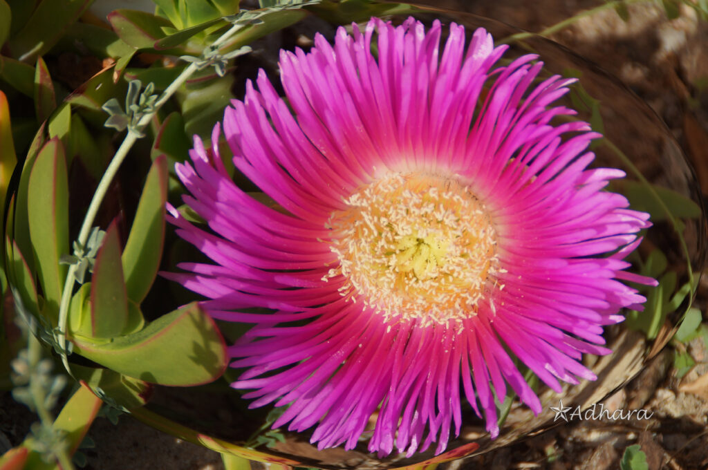 Cuando paseo por el campo siempre voy muy atenta pues hay unas florecillas diminutas que son preciosas suerte que mi cámara las capta bien, aquí os dejo unas muestras. (Soy Anika pero mis trabajos los firmo como Adhara)
